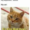 Cat real estate
