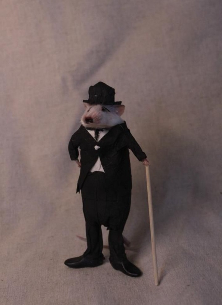 Charlie Chaplin ratón: Ratplin :sir: - meme