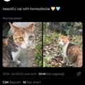 Cat with homophobia