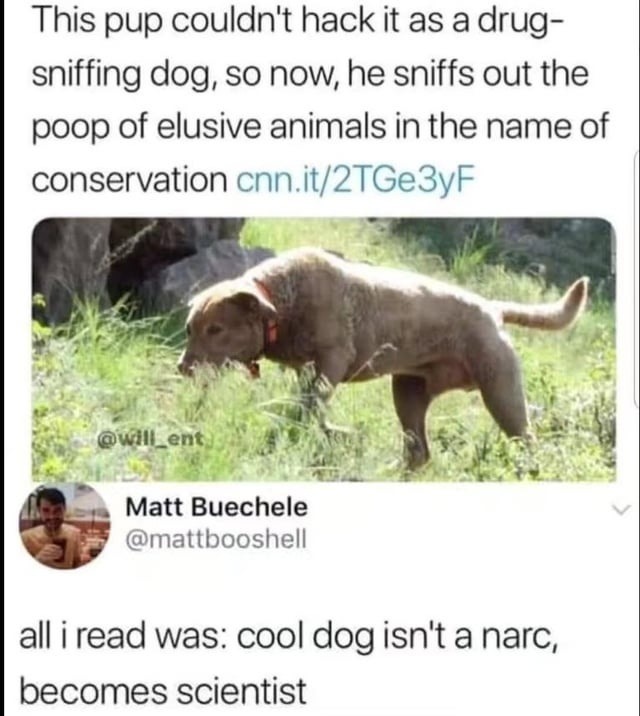Was a failed drug dog, now sniffs poop for science. Icon - meme