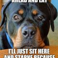 This is absolutely, totally my Rottweiler.
