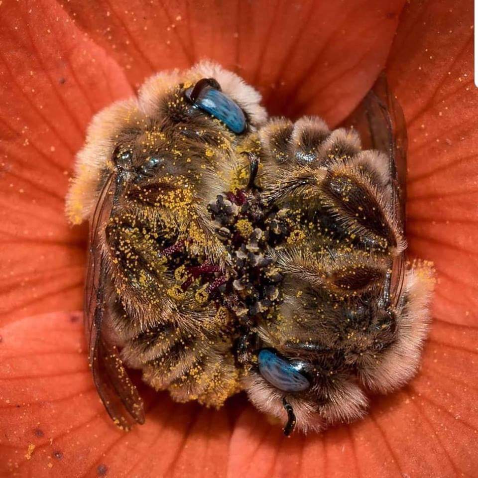 Two Bees sleeping off a buzz in a flower - meme