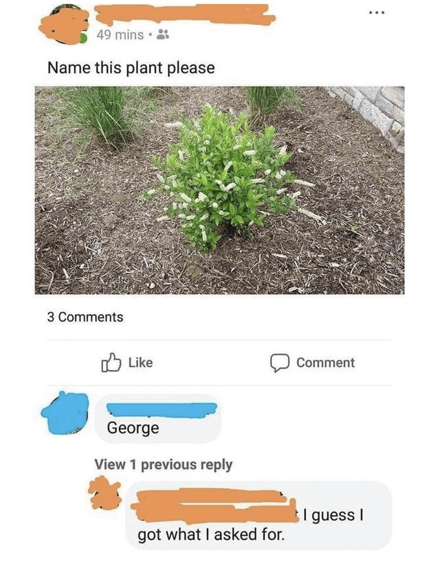 George the plant - meme