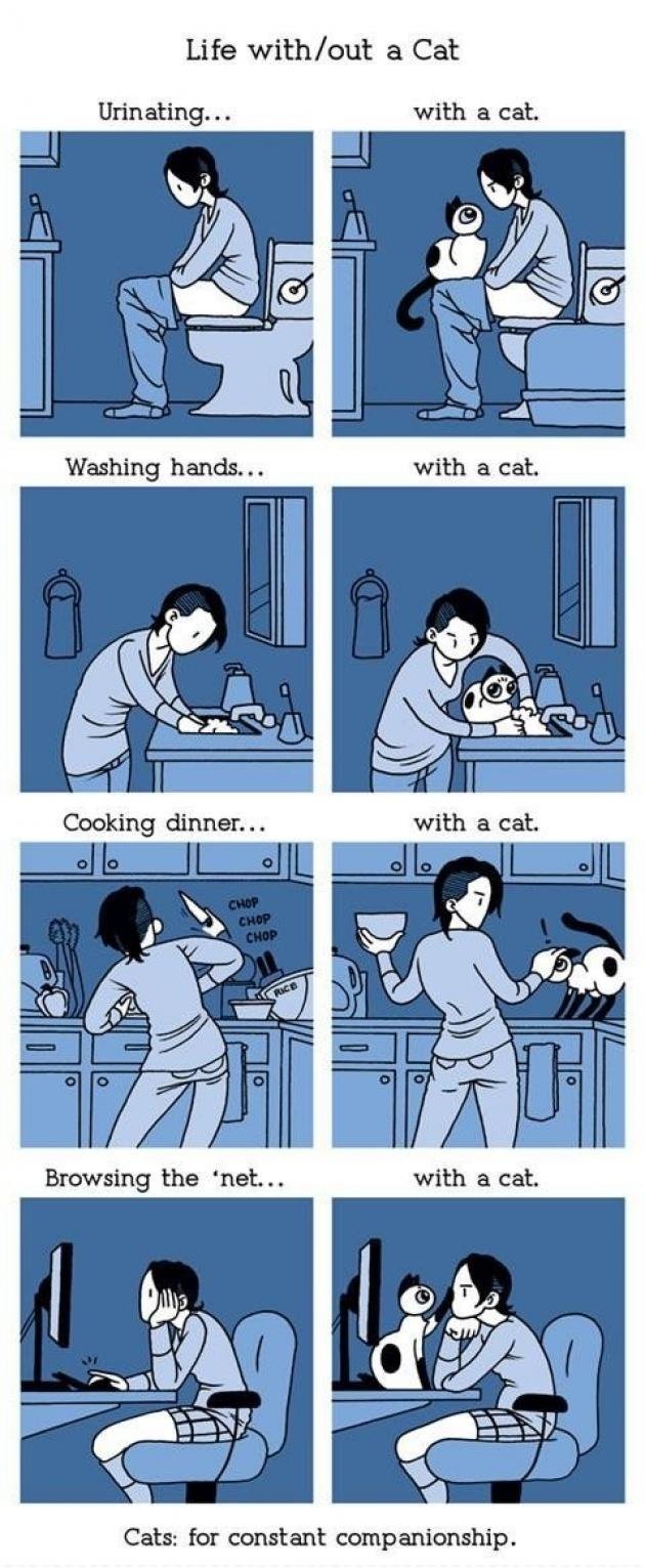 How about masturbating with a cat - meme