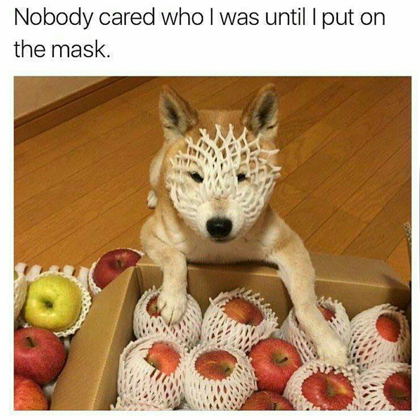 I am the masked doggo - meme