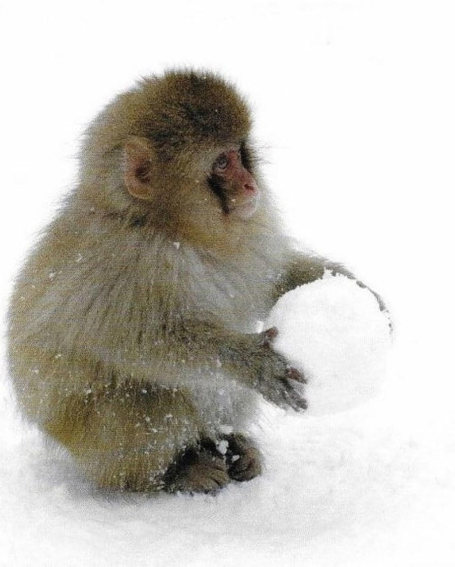 These snow monkeys have been observed rolling up snowballs, then pushing them down hills just for the heck of it. - meme