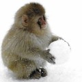 These snow monkeys have been observed rolling up snowballs, then pushing them down hills just for the heck of it.