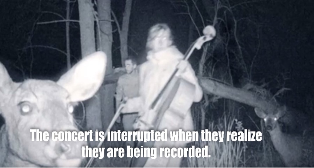 Dancing in the moonlight and the trail cam’s out of sight... - meme