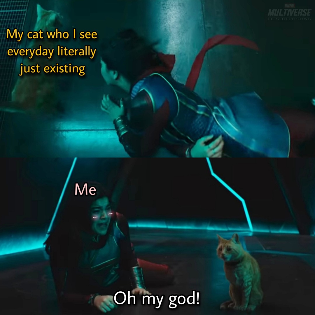 Marvel cats - meme