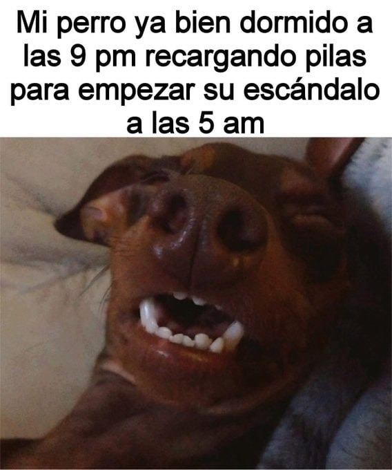 modo gremlin on - meme