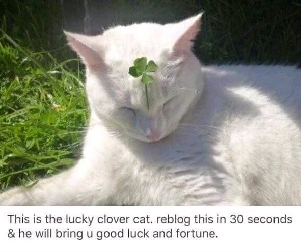 Good luck and fortune awaits all - meme
