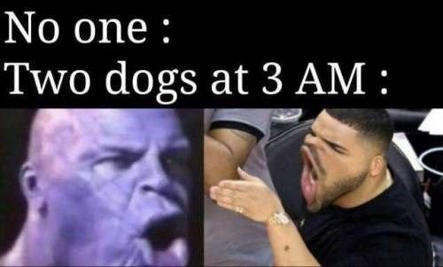 Nadie; dos perros a las 3 de la mañana - meme