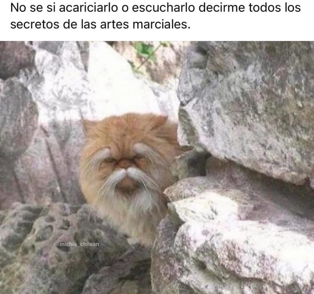El maestro gato - meme