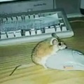 commented item thumbnail