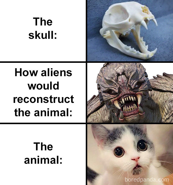 Dinosauro existiu sim - meme