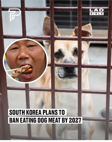 South Korea plans to ban eating dog meat by 2027 - meme