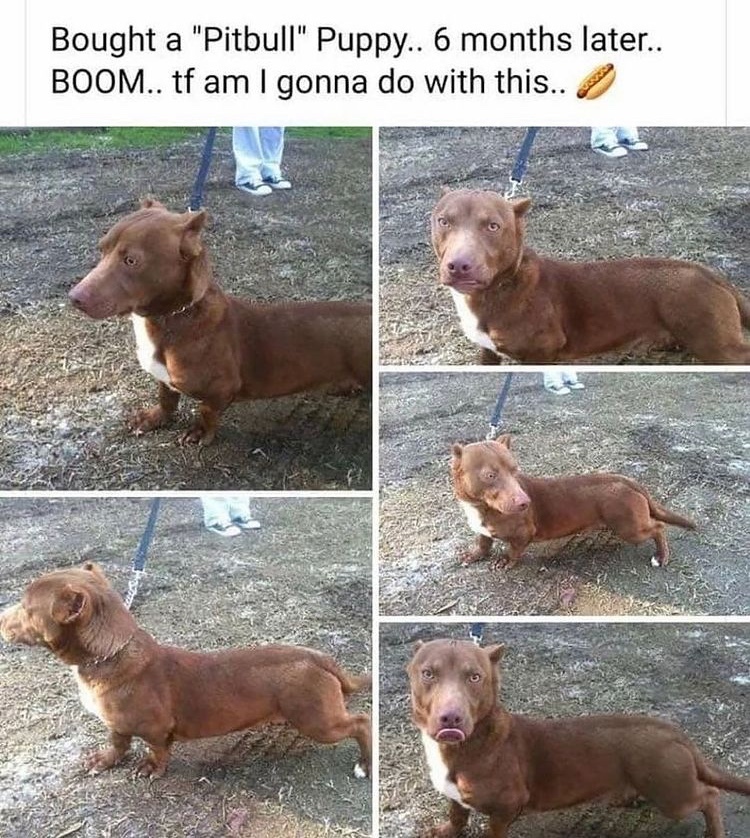 you thought it was pitbull but it was actually wiener - meme