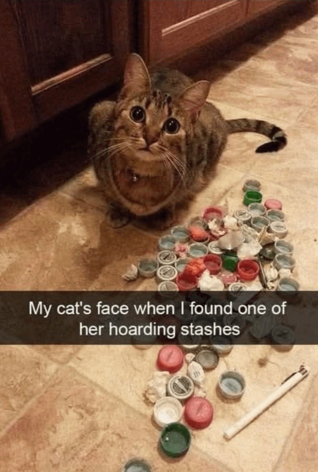 When your cat finds her own loot stash - meme