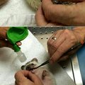 Hedgehog just had anesthesia for an oral exam