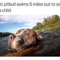 Heroic pitbull