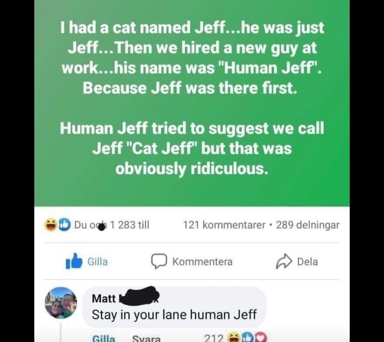 office cat named jeff meme