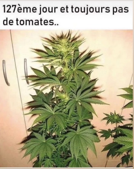 variété de tomates à fumer - meme