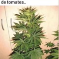 variété de tomates à fumer