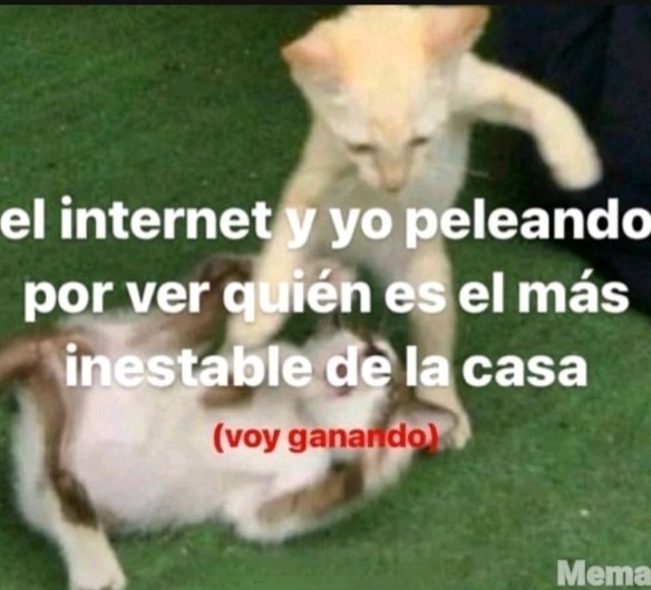 Xd - meme