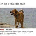 Good doggo, I hope doggo finds a forever home with an actually good owner