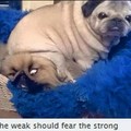 The weak should fear the strong