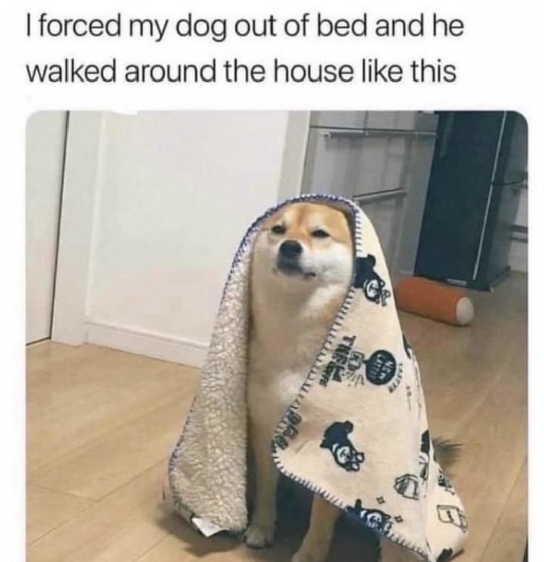 When I wake my dog up and he walks like he’s paying rent - meme