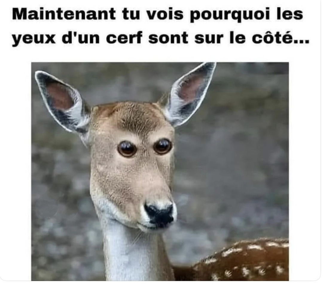 ok maintenant j'sais pourquoi Bambi a les yeux sur les côtés - meme