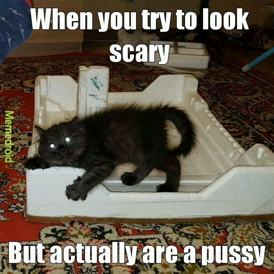 For the love of pussy - meme