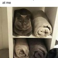 Cat towel