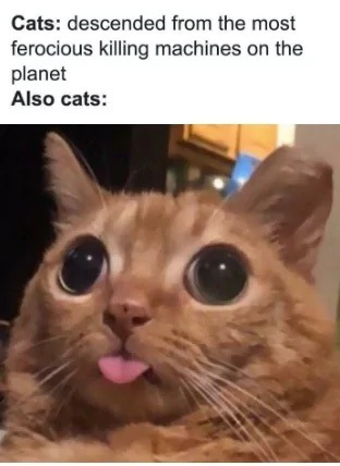 Cats <3 - meme