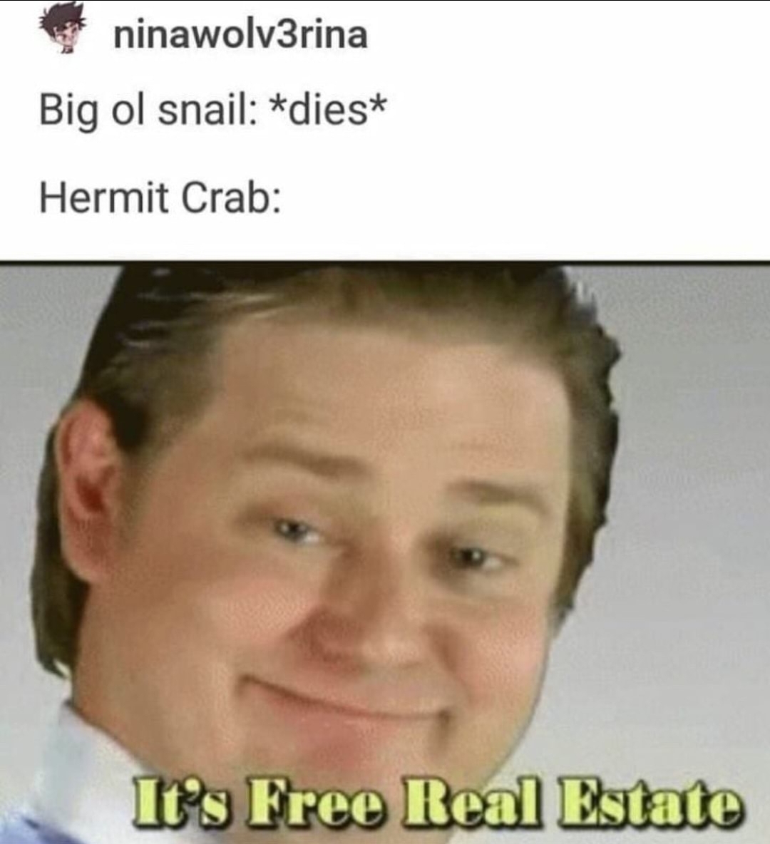 I have hermit crabs in my rectum - meme