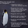 Penguins...