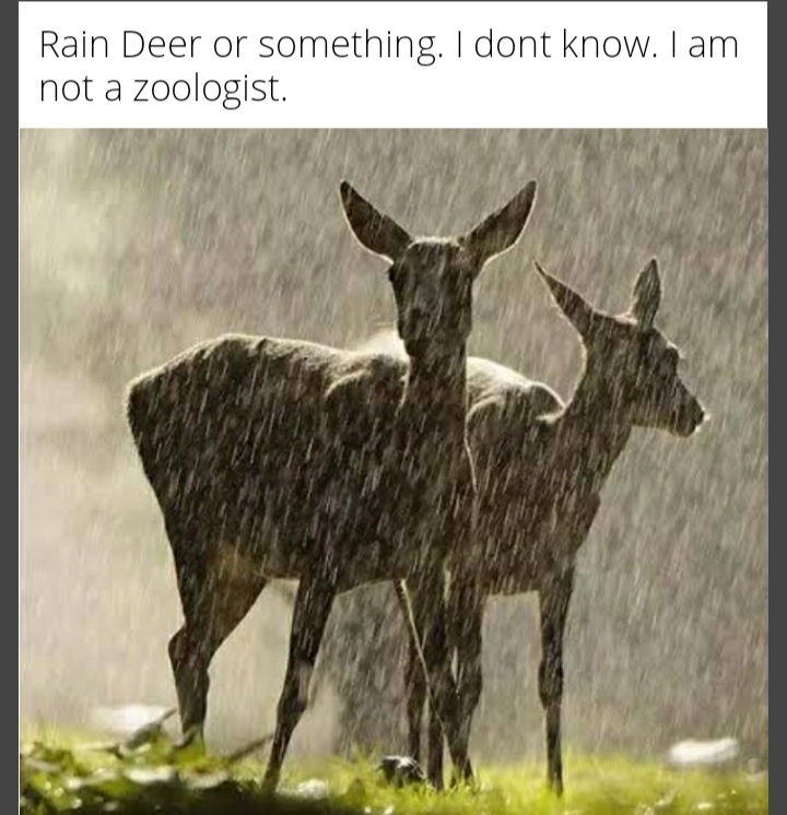 Rain deer - meme