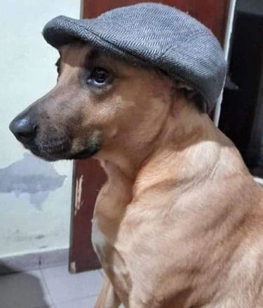 perro sombrero - meme