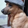 perro sombrero