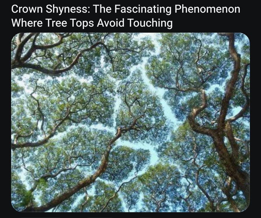 Tree tops out here social distancing since forever - meme