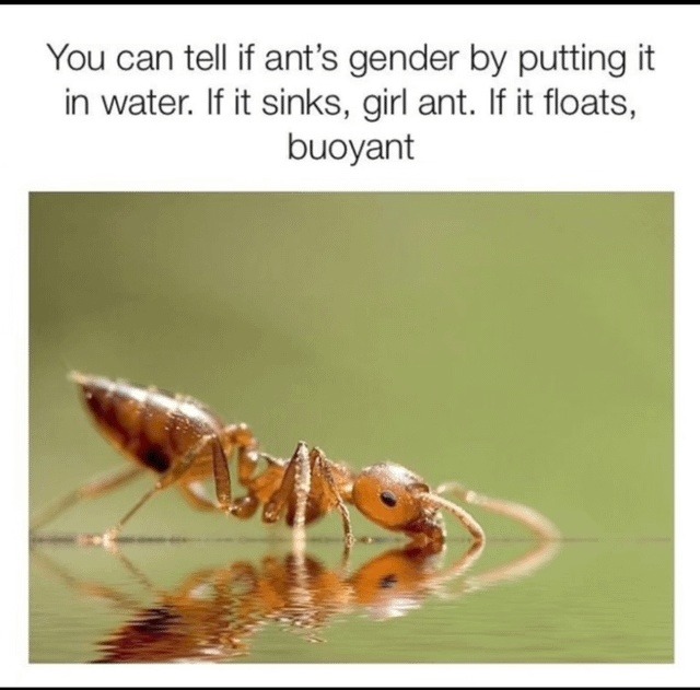 if it floats it's buoyant, not a boy ant, you pun criminal - meme
