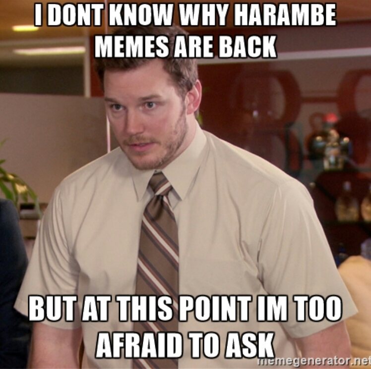 Why harambe - meme