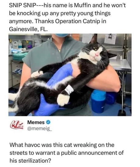 poor kitty, there goes a legend - meme