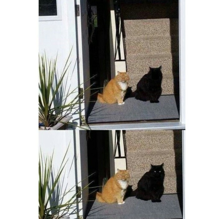 Gato negro o sombra cundido - meme