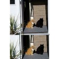 Gato negro o sombra cundido