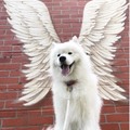 The angel good boy