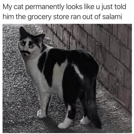 Weird cat meme