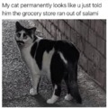 Weird cat meme
