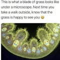 wholesome grass